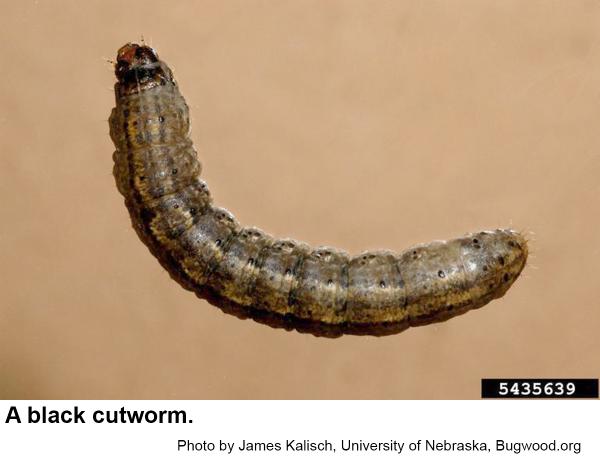 Black cutworms